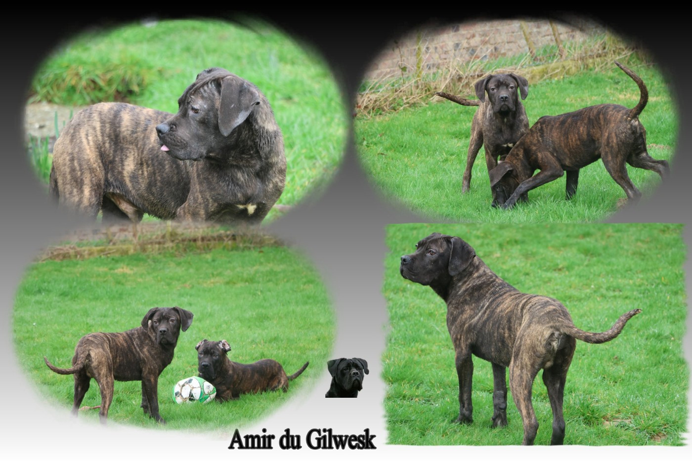 Chiot Cane Corso du Gilwesk