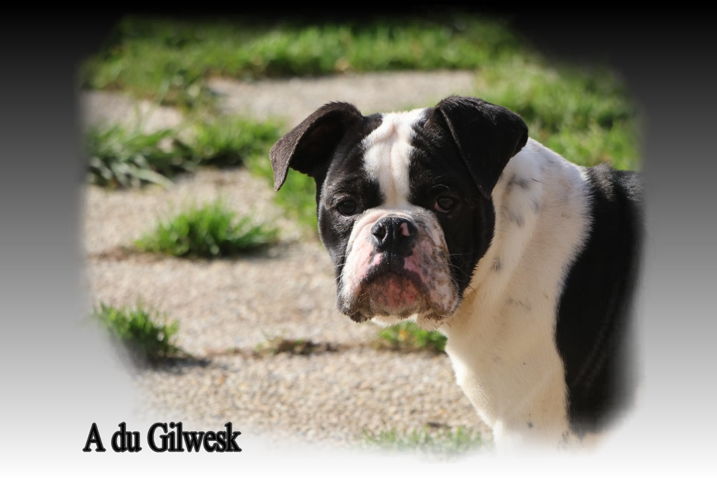 du Gilwesk - Chiots disponibles - Bulldog continental