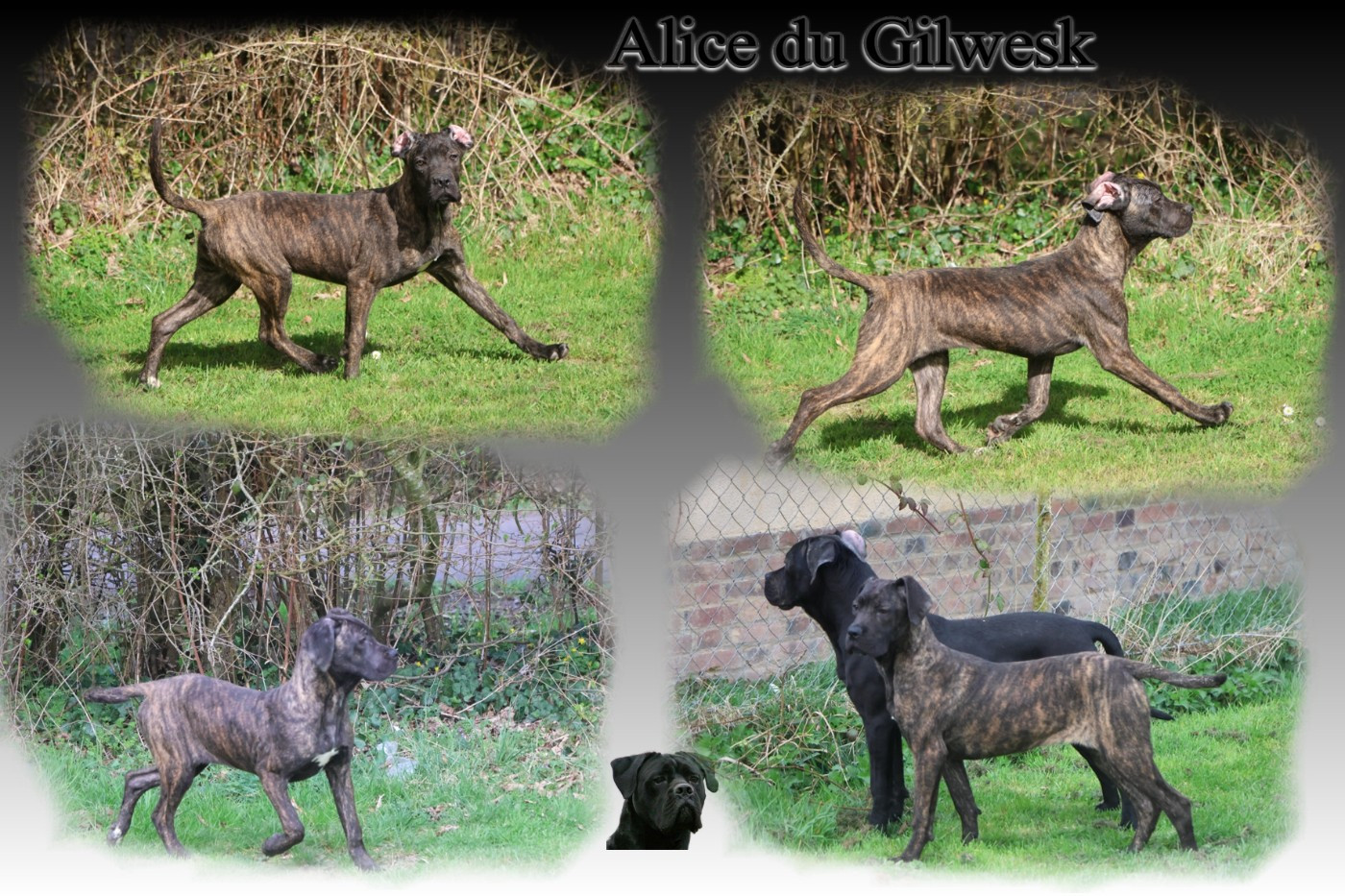 du Gilwesk - Chiots disponibles - Cane Corso
