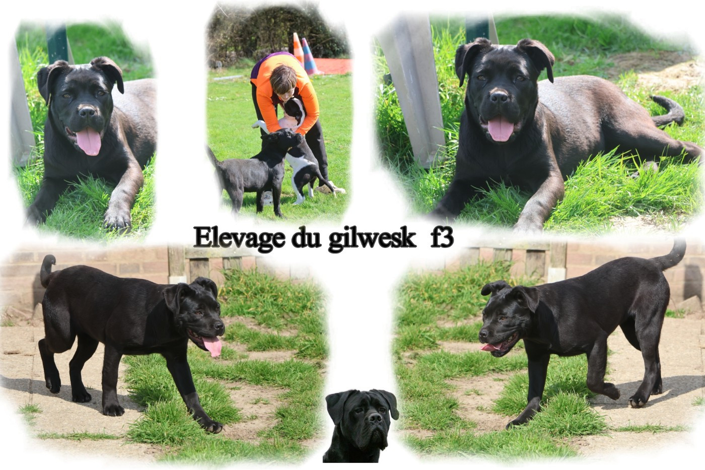 du Gilwesk - Chiots disponibles - Cane Corso
