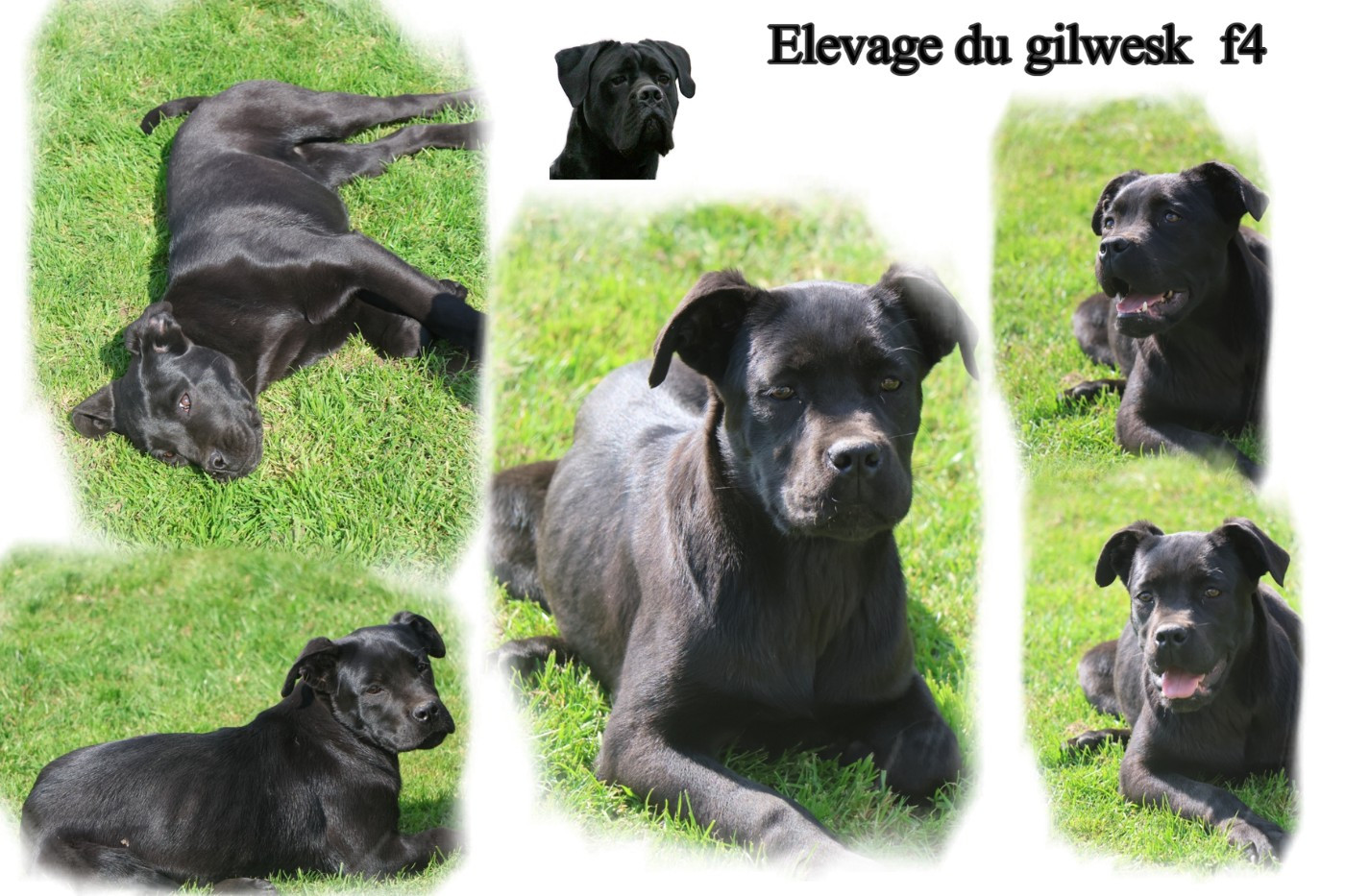 du Gilwesk - Chiots disponibles - Cane Corso