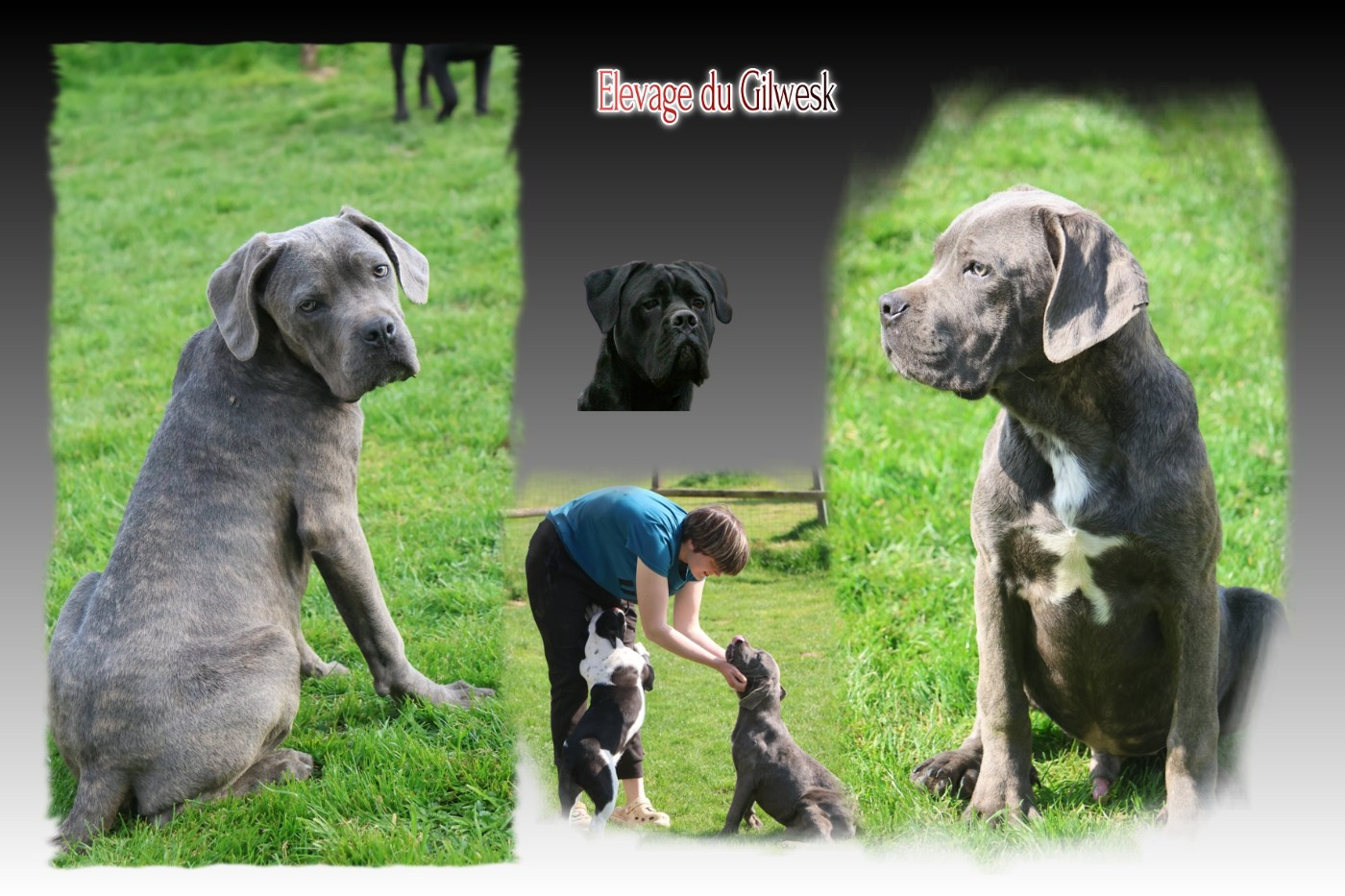 du Gilwesk - Chiots disponibles - Cane Corso