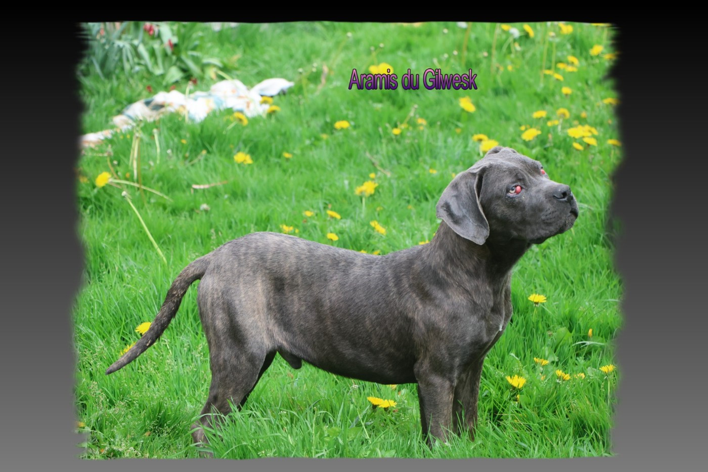 du Gilwesk - Chiots disponibles - Cane Corso