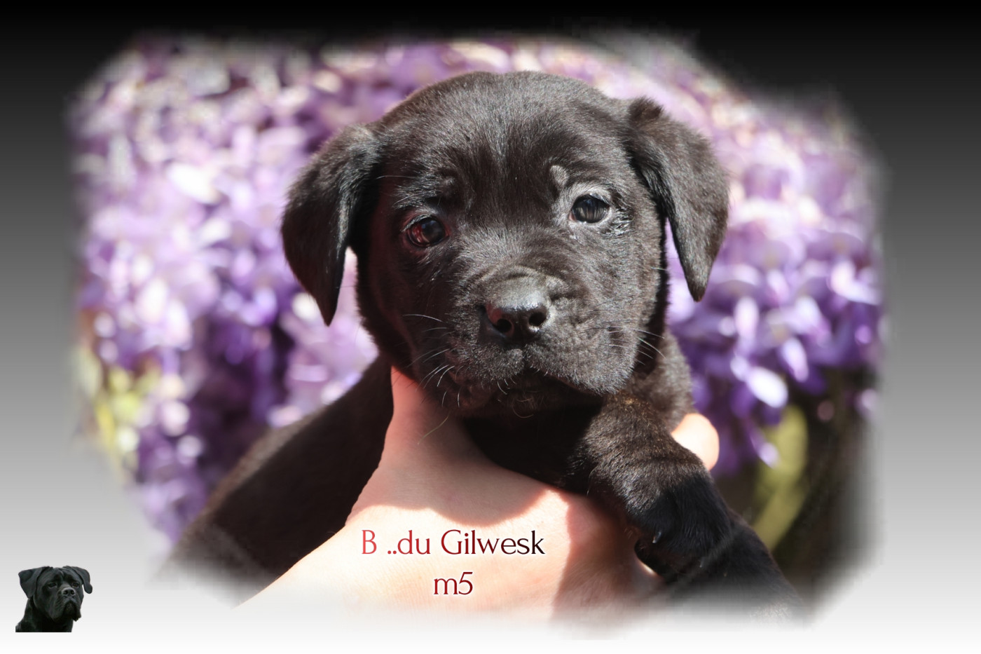 Chiot Cane Corso du Gilwesk