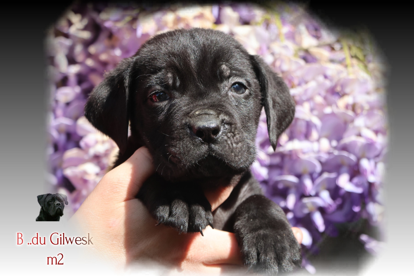 du Gilwesk - Chiots disponibles - Cane Corso