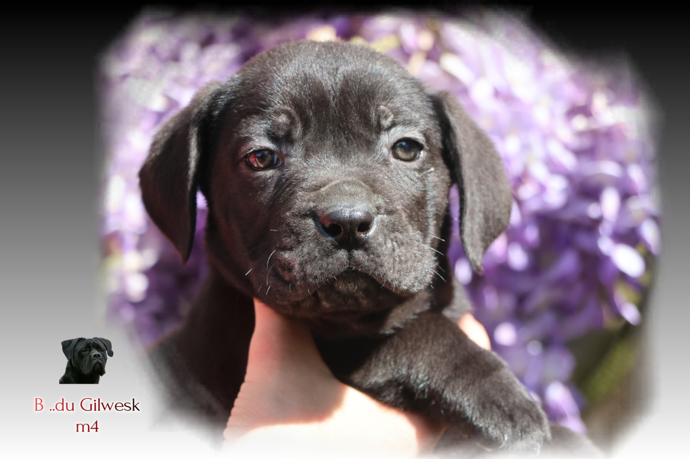 du Gilwesk - Chiots disponibles - Cane Corso