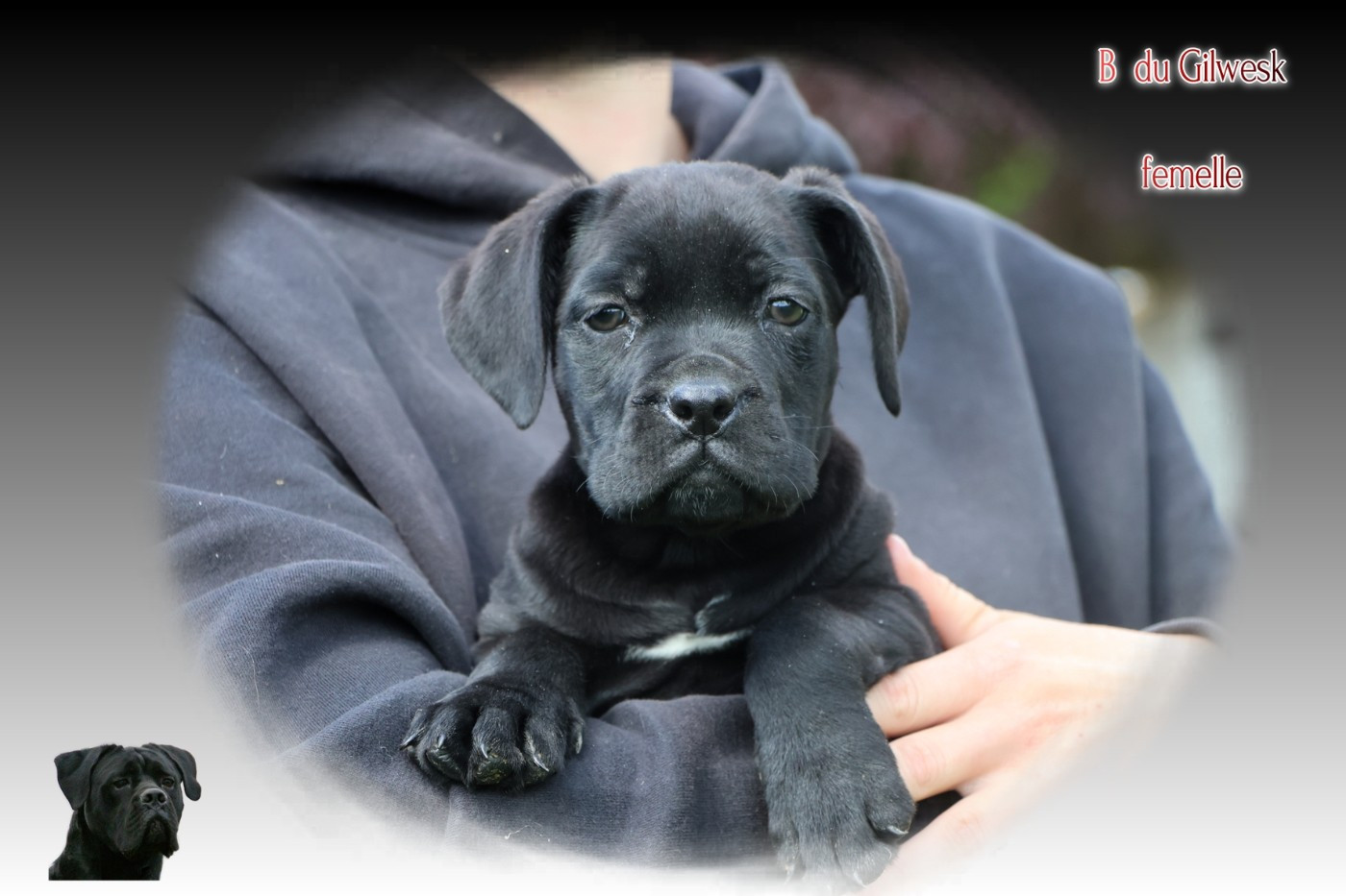 du Gilwesk - Chiots disponibles - Cane Corso