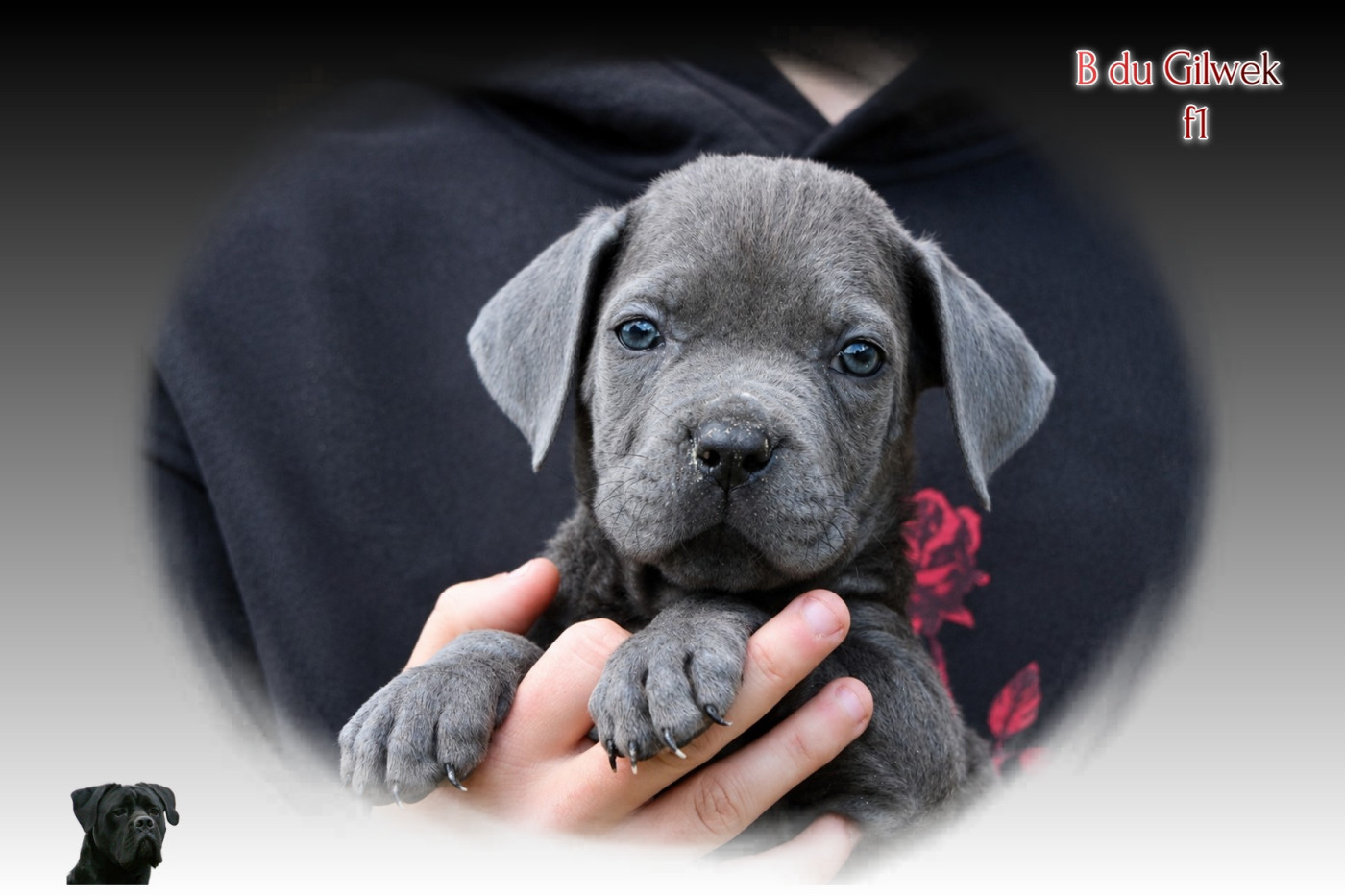 du Gilwesk - Chiots disponibles - Cane Corso