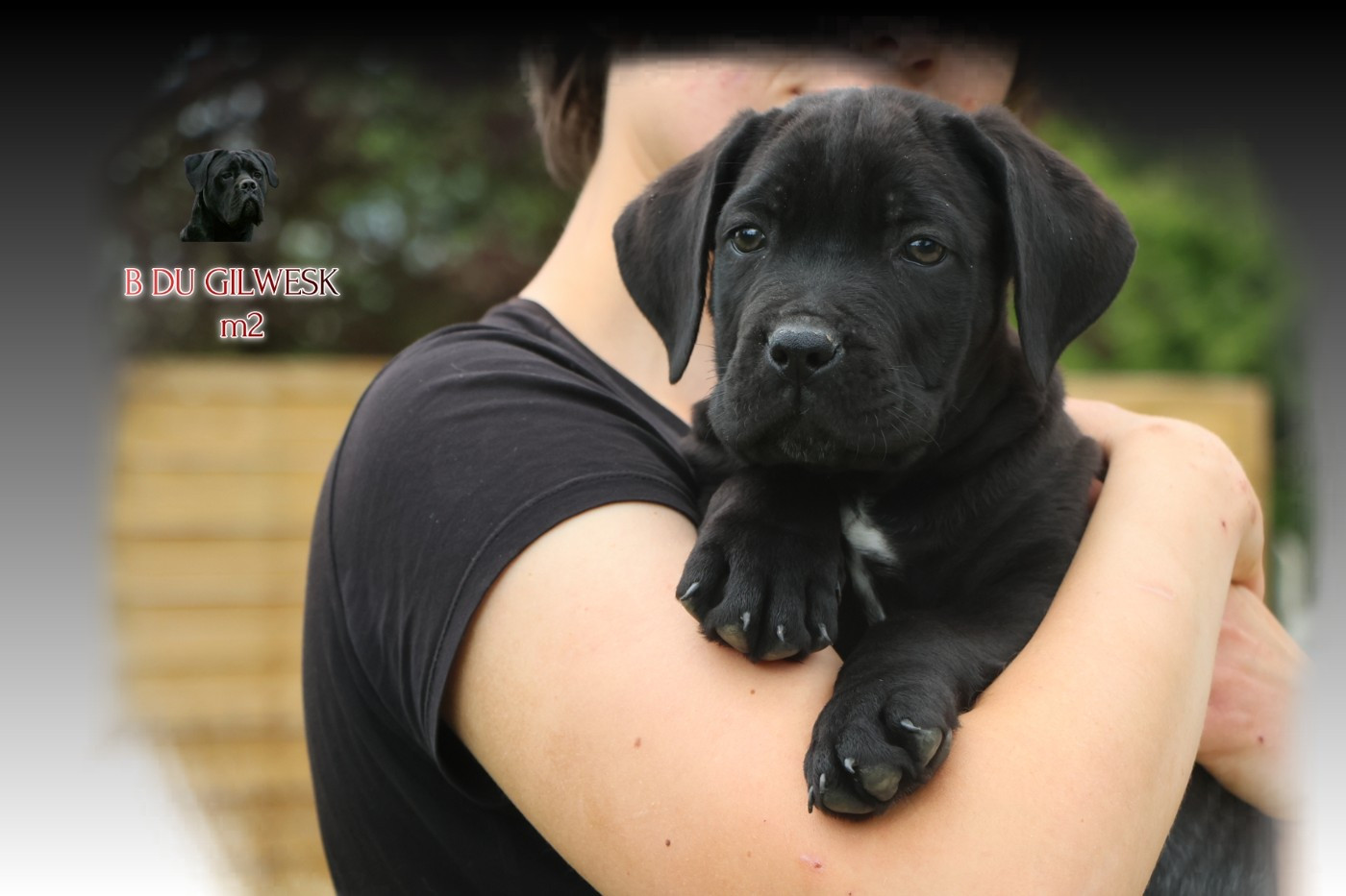 du Gilwesk - Chiots disponibles - Cane Corso