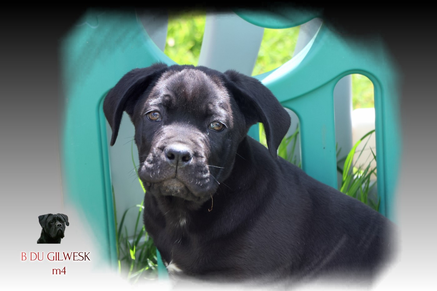 du Gilwesk - Chiots disponibles - Cane Corso