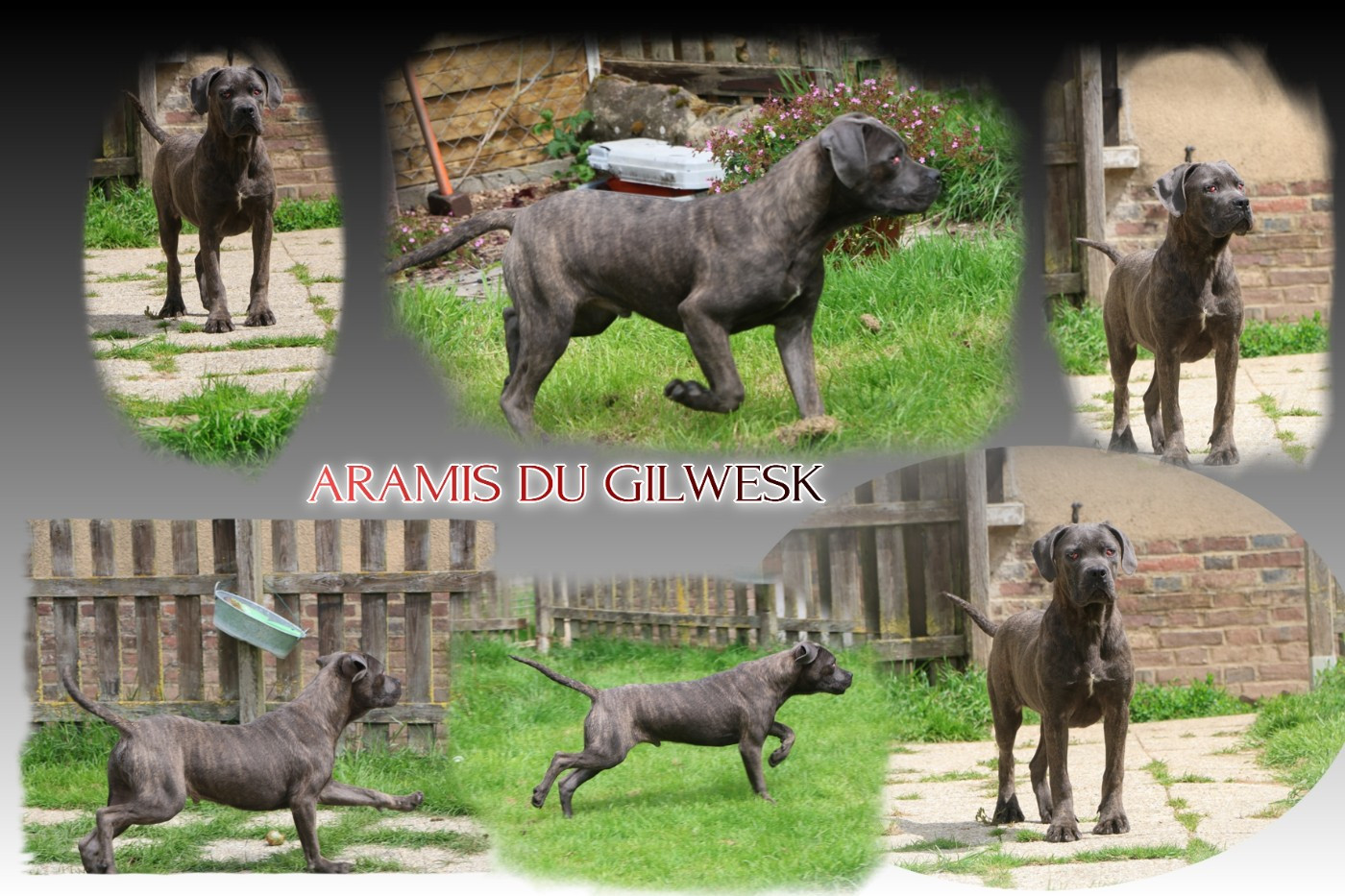 du Gilwesk - Chiots disponibles - Cane Corso