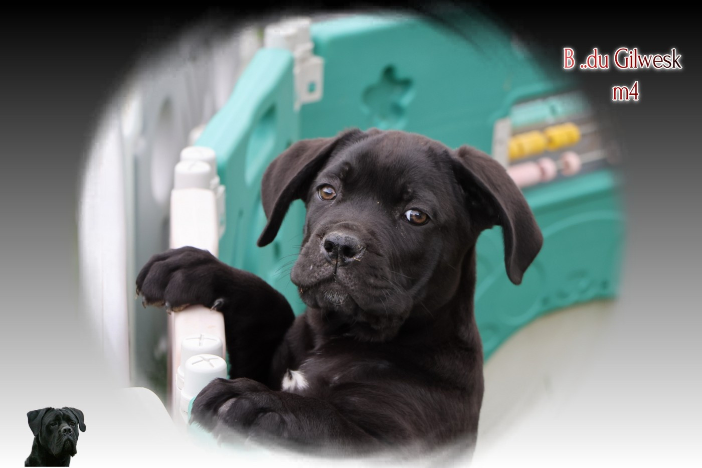 du Gilwesk - Chiots disponibles - Cane Corso