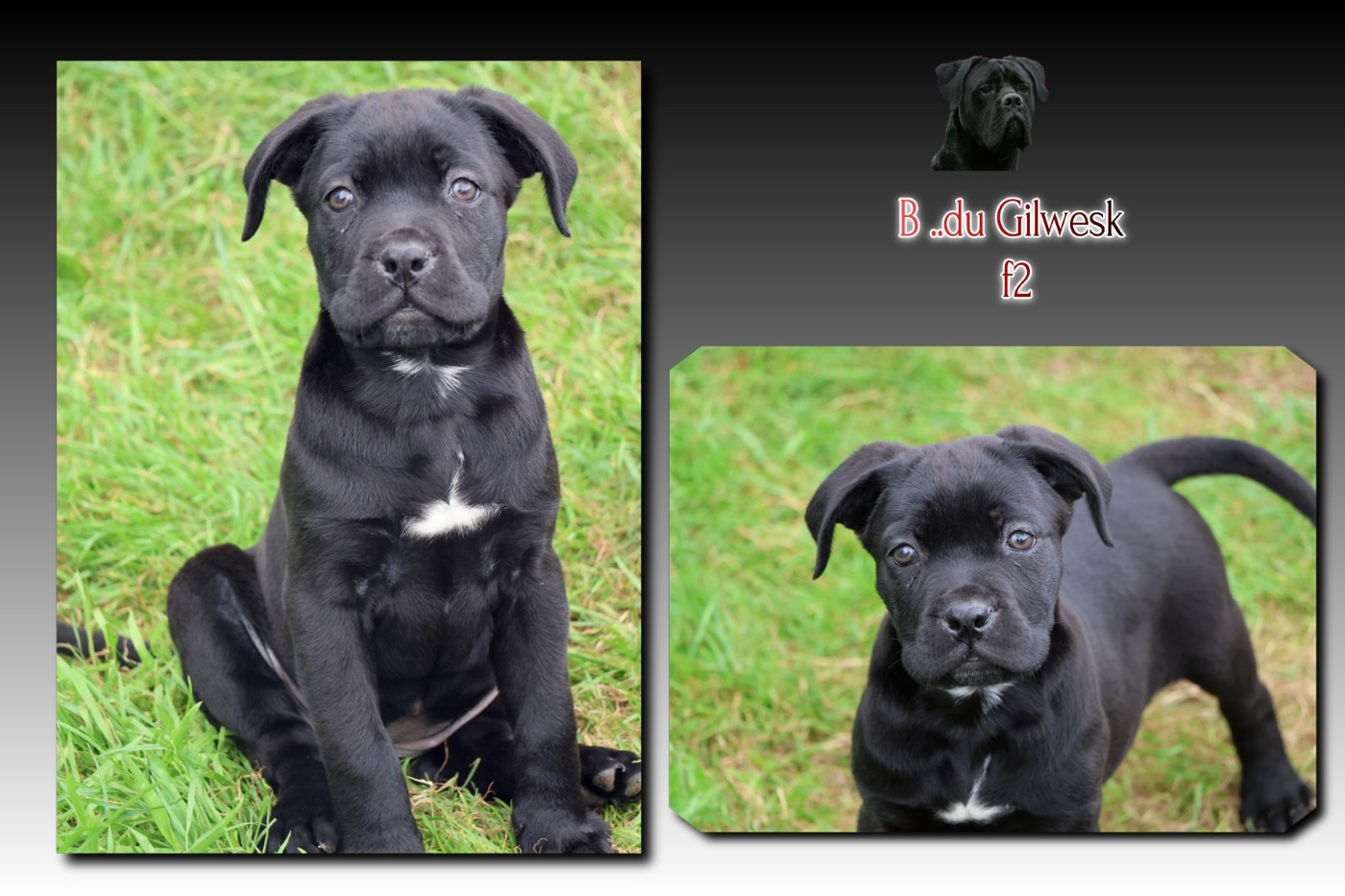 du Gilwesk - Chiots disponibles - Cane Corso