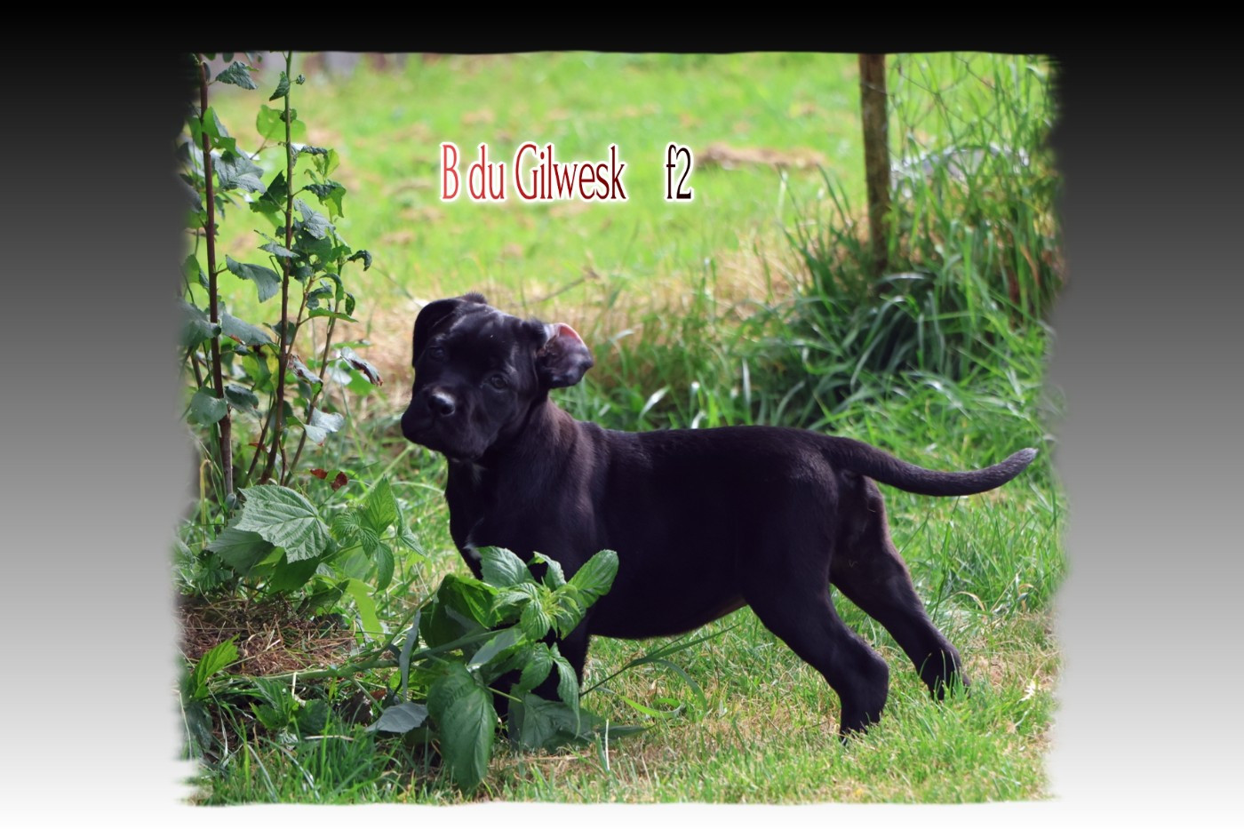 du Gilwesk - Chiots disponibles - Cane Corso