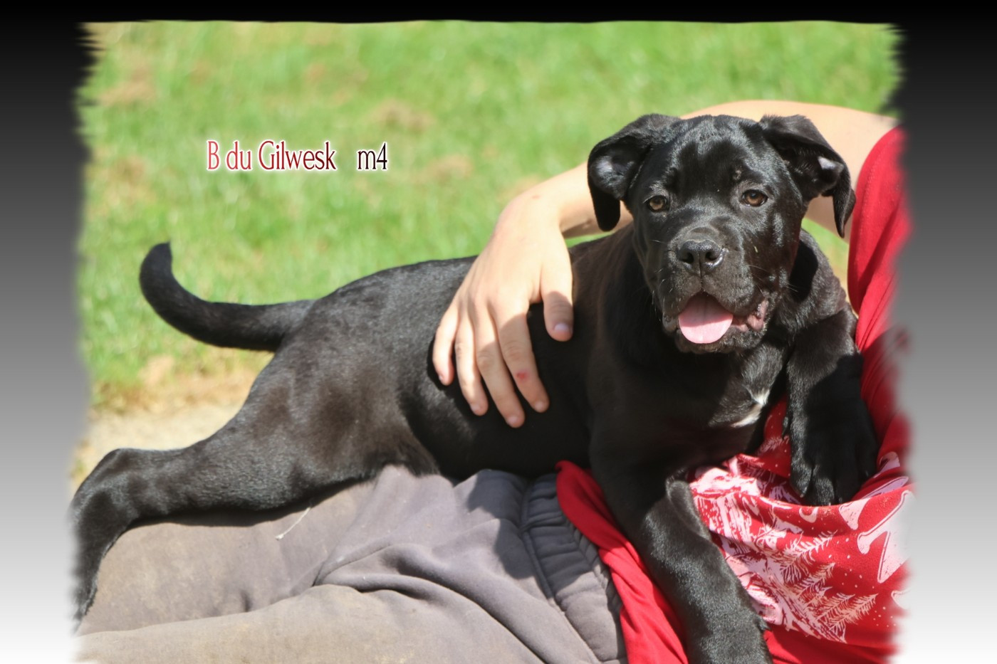 du Gilwesk - Chiots disponibles - Cane Corso