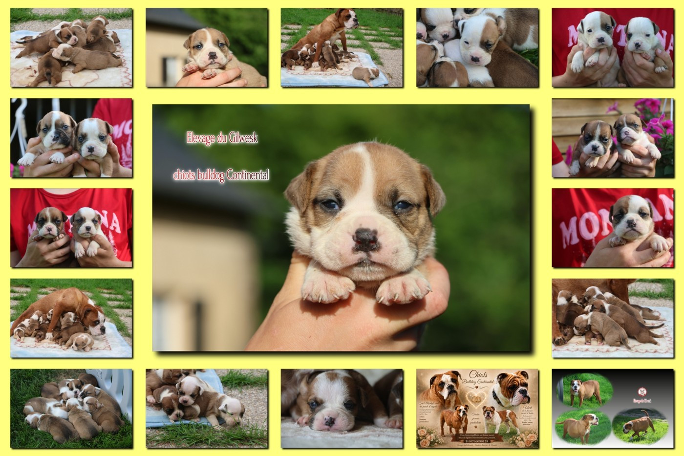 Chiot Bulldog continental du Gilwesk