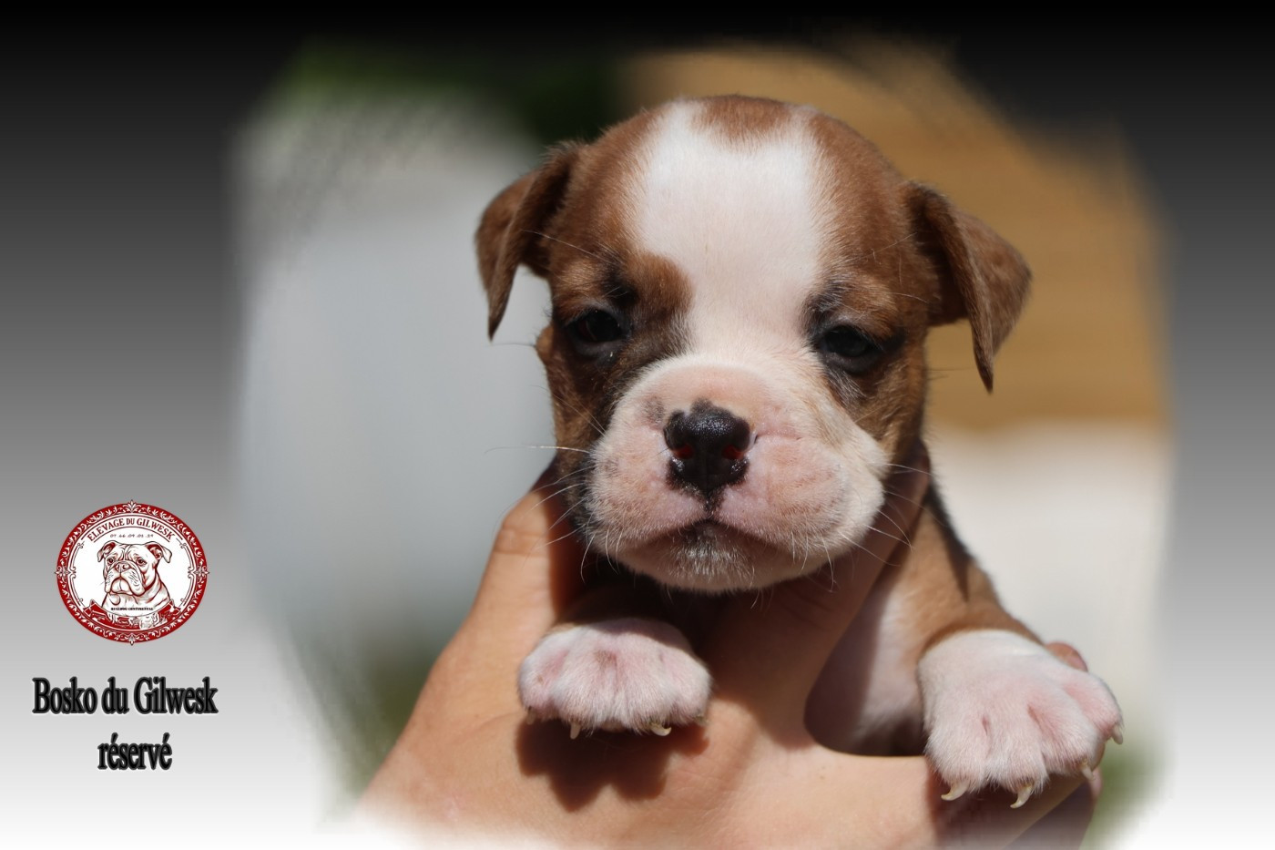 du Gilwesk - Chiots disponibles - Bulldog continental