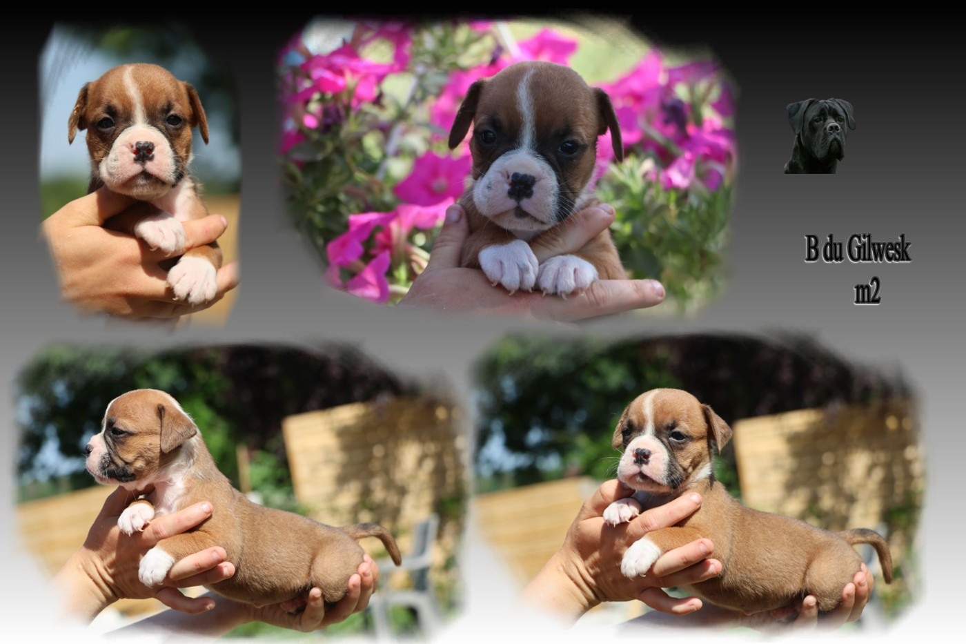 du Gilwesk - Chiots disponibles - Bulldog continental
