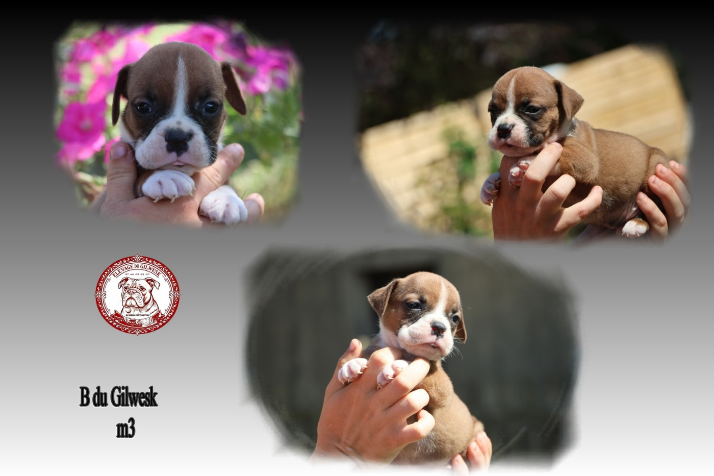 du Gilwesk - Chiots disponibles - Bulldog continental