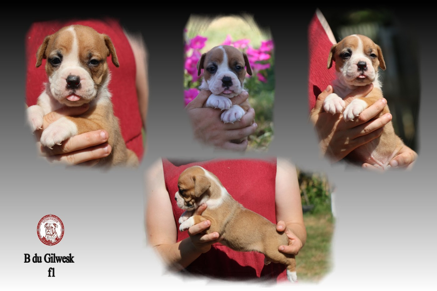 du Gilwesk - Chiots disponibles - Bulldog continental