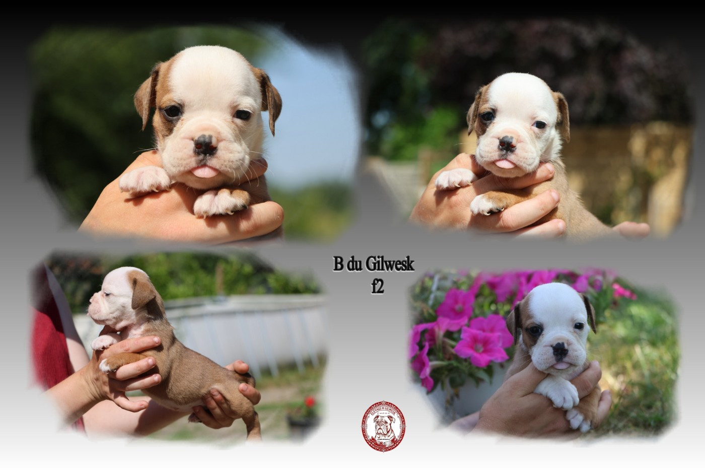 du Gilwesk - Chiots disponibles - Bulldog continental
