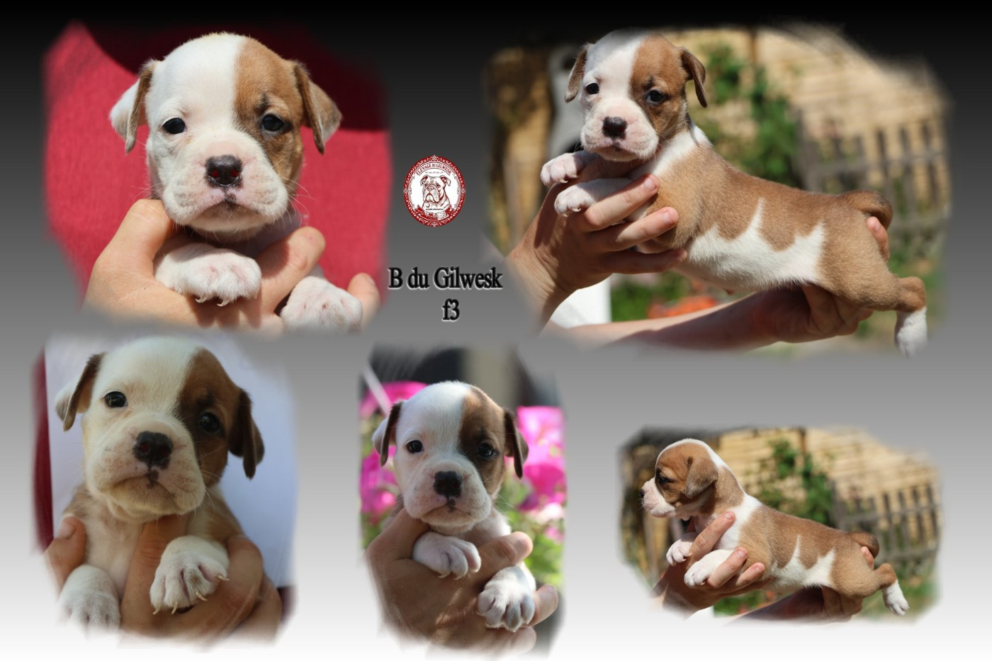 du Gilwesk - Chiots disponibles - Bulldog continental
