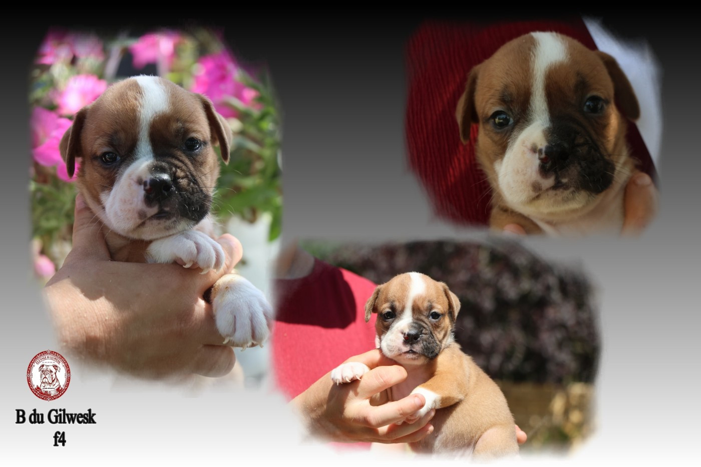 du Gilwesk - Chiots disponibles - Bulldog continental