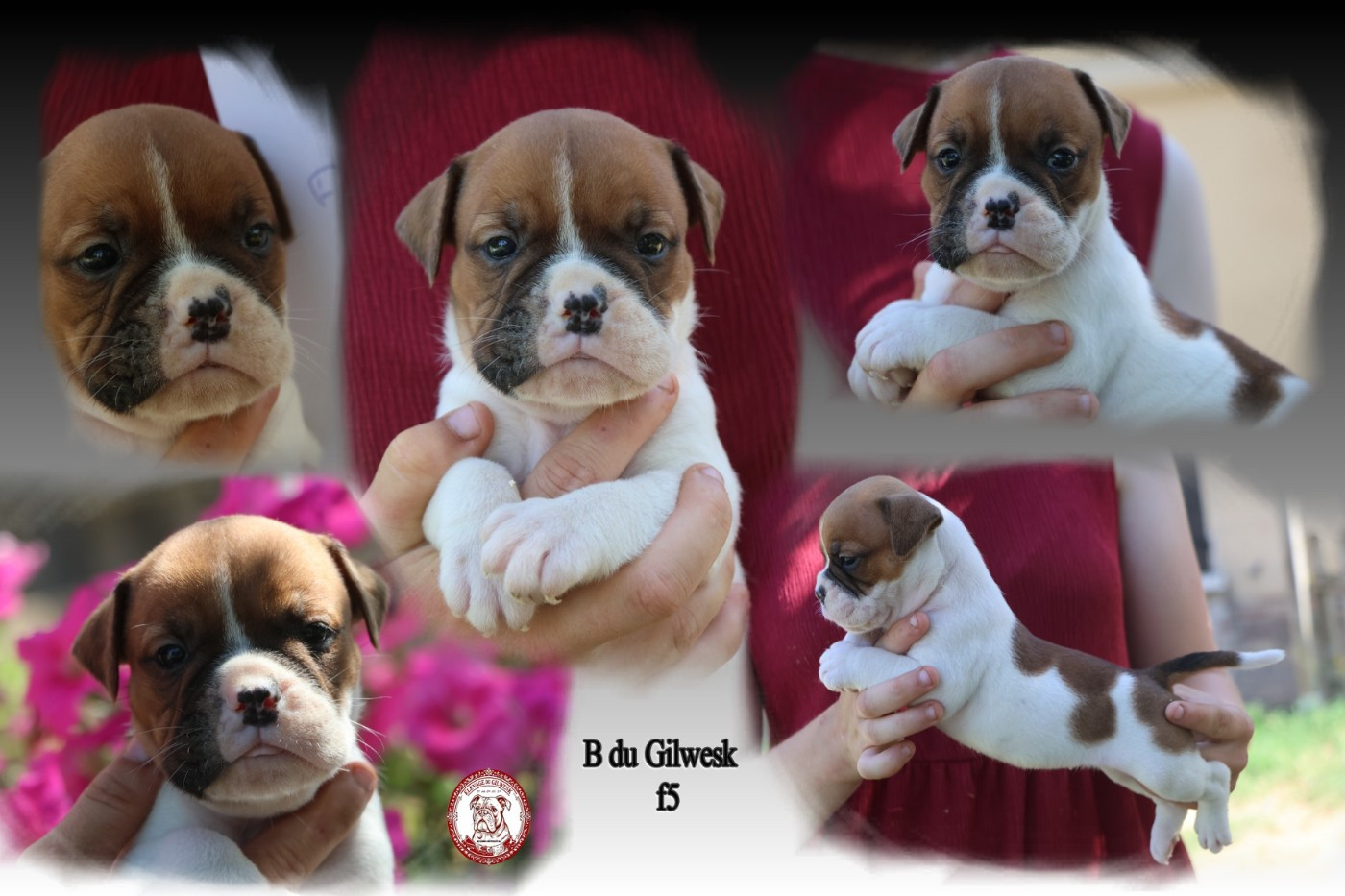 du Gilwesk - Chiots disponibles - Bulldog continental