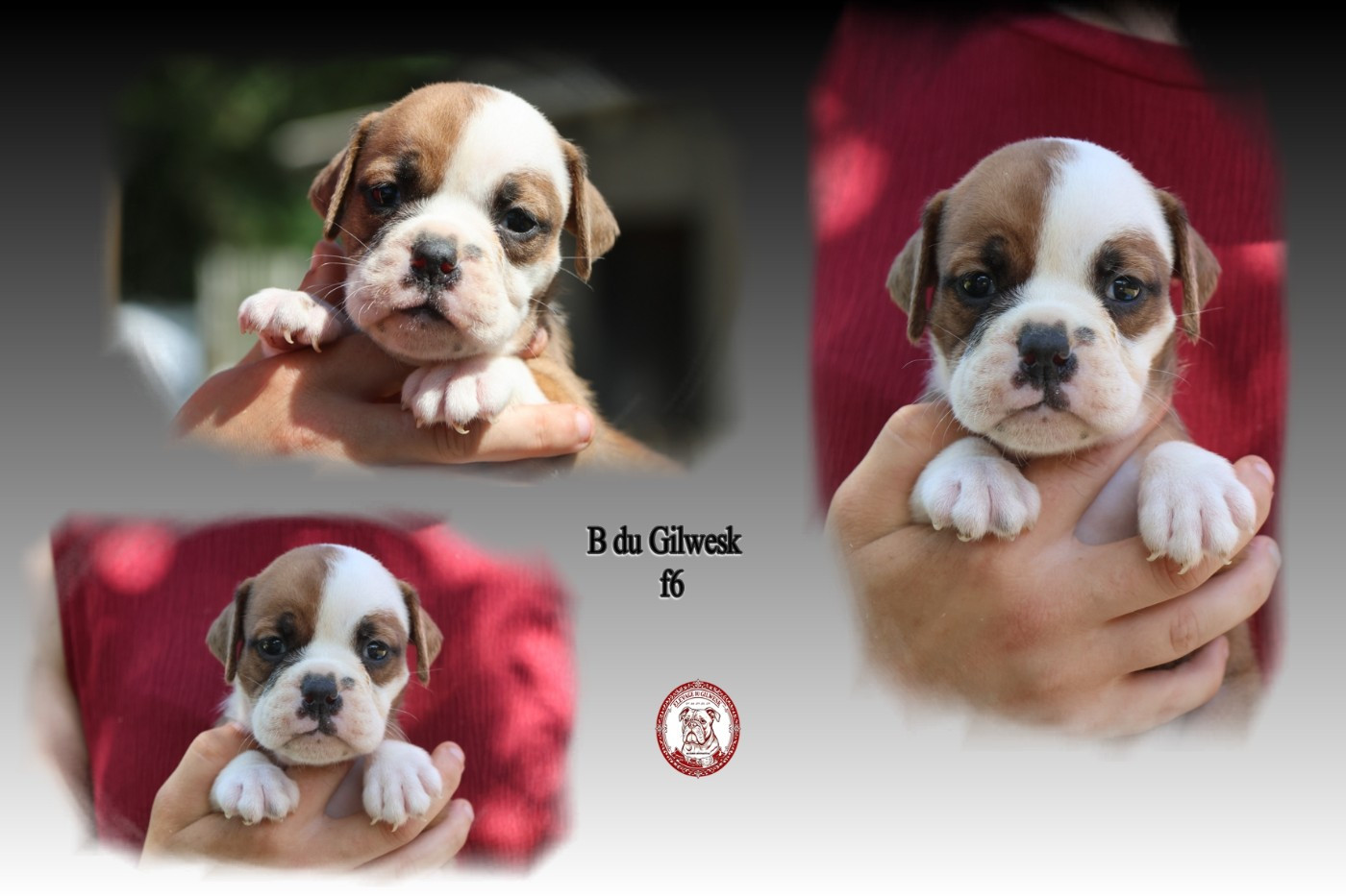 du Gilwesk - Chiots disponibles - Bulldog continental