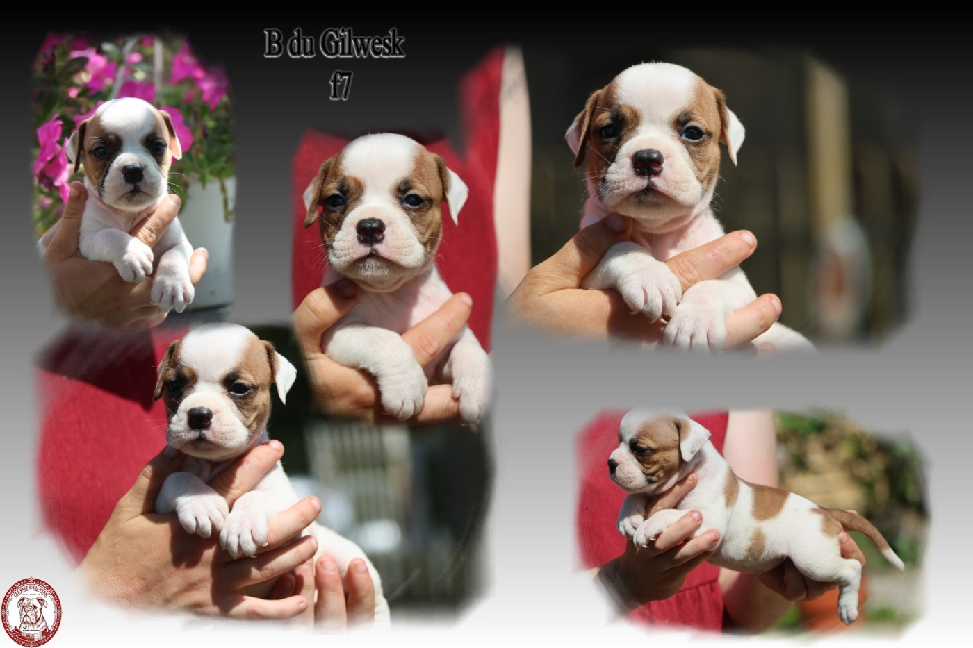 du Gilwesk - Chiots disponibles - Bulldog continental