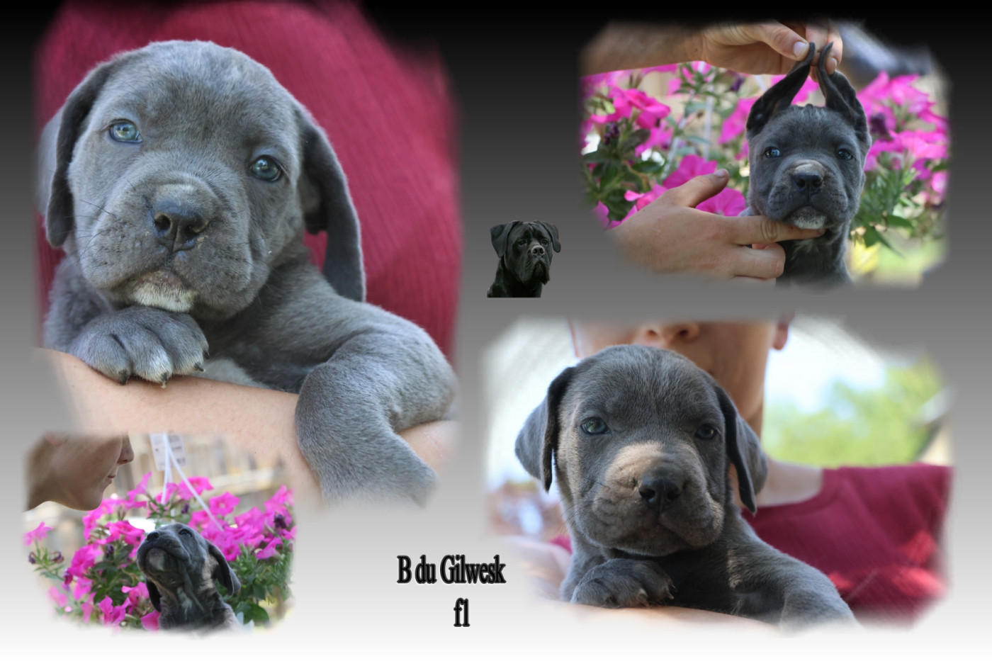 du Gilwesk - Cane Corso - Portée née le 15/05/2026
