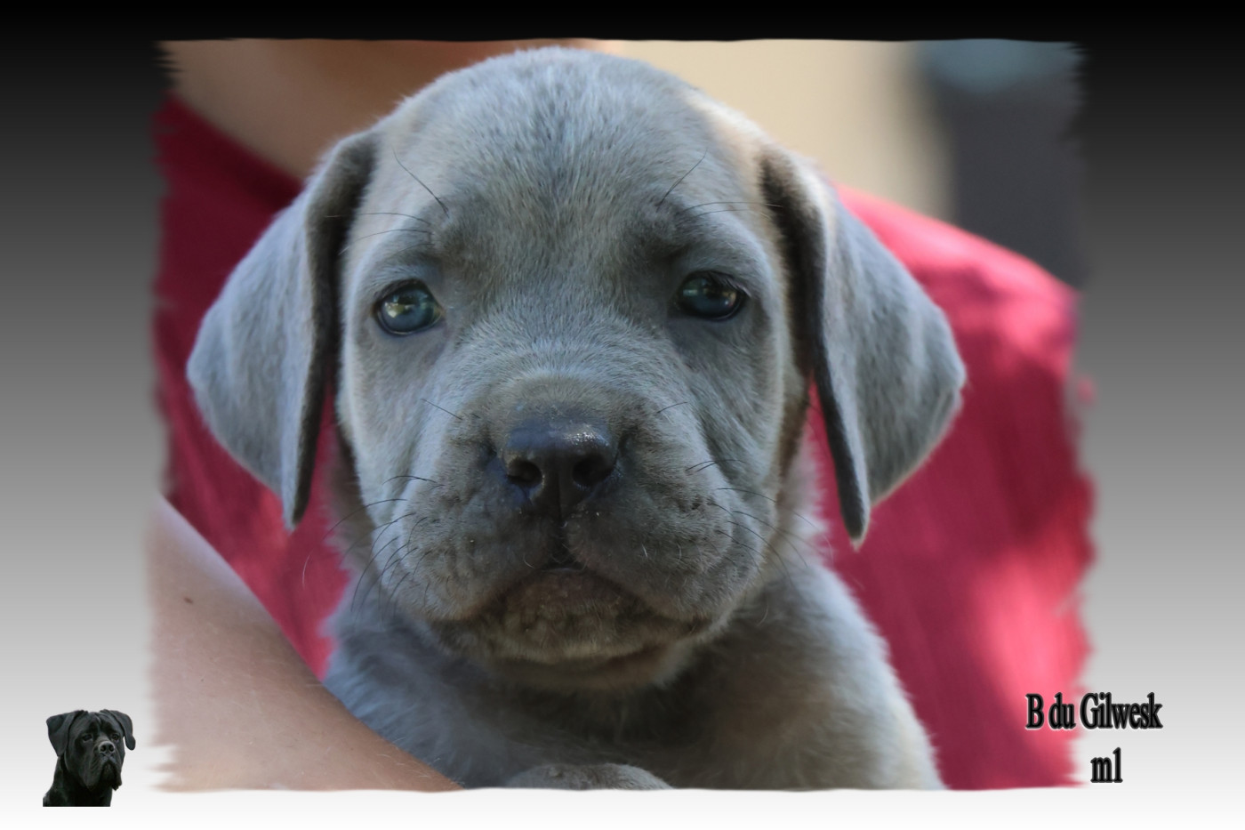du Gilwesk - Chiots disponibles - Cane Corso