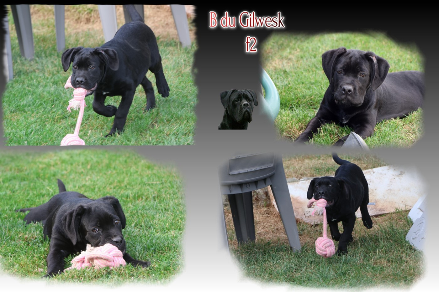 du Gilwesk - Cane Corso - Portée née le 09/03/2026