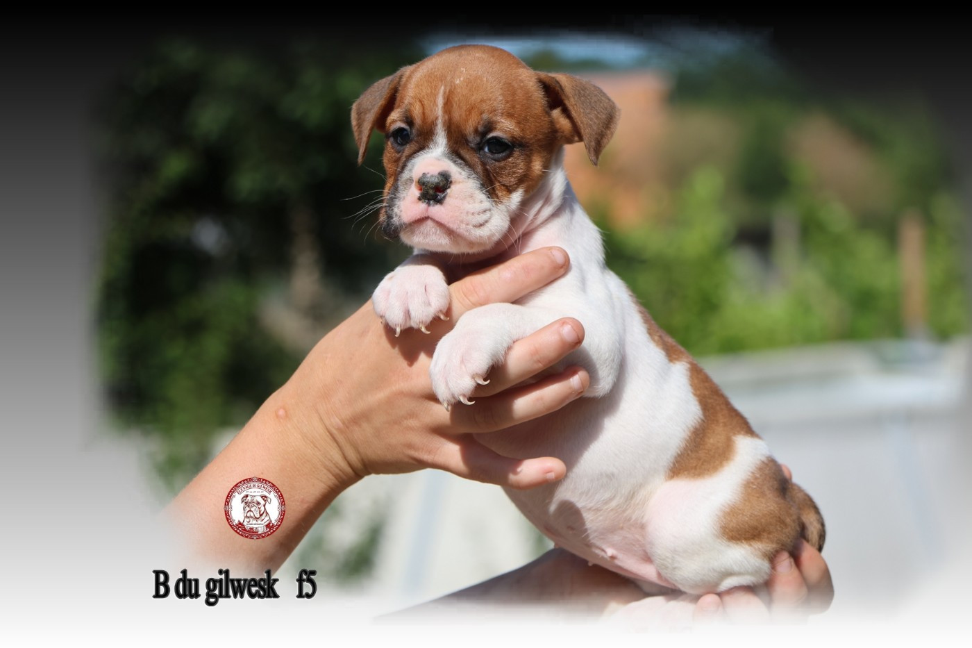du Gilwesk - Chiots disponibles - Bulldog continental
