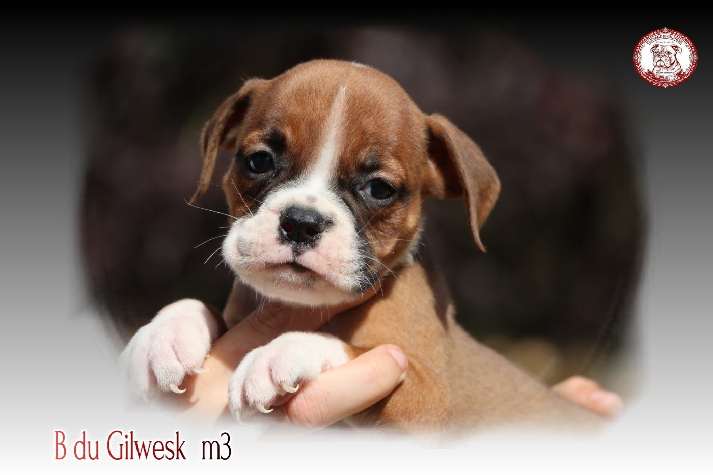 du Gilwesk - Chiots disponibles - Bulldog continental