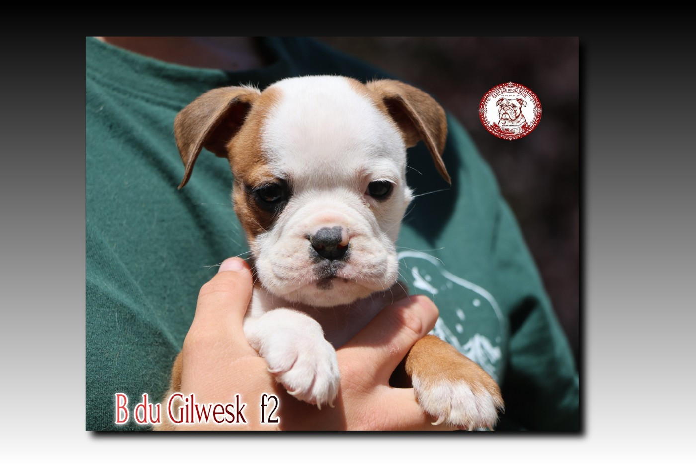 du Gilwesk - Chiots disponibles - Bulldog continental