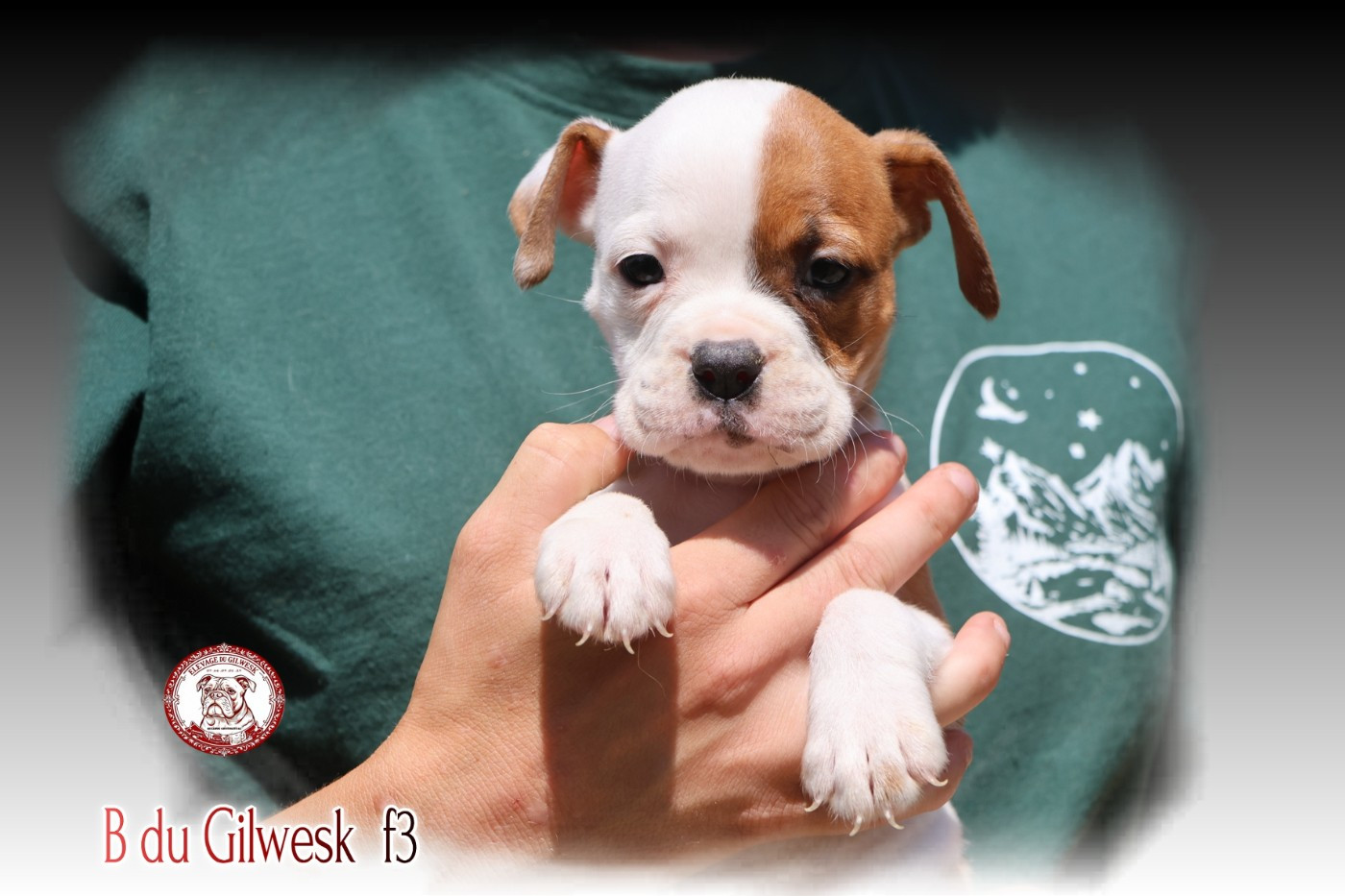 du Gilwesk - Chiots disponibles - Bulldog continental