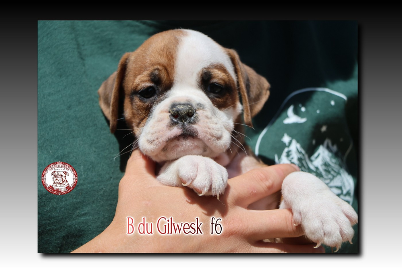 du Gilwesk - Chiots disponibles - Bulldog continental