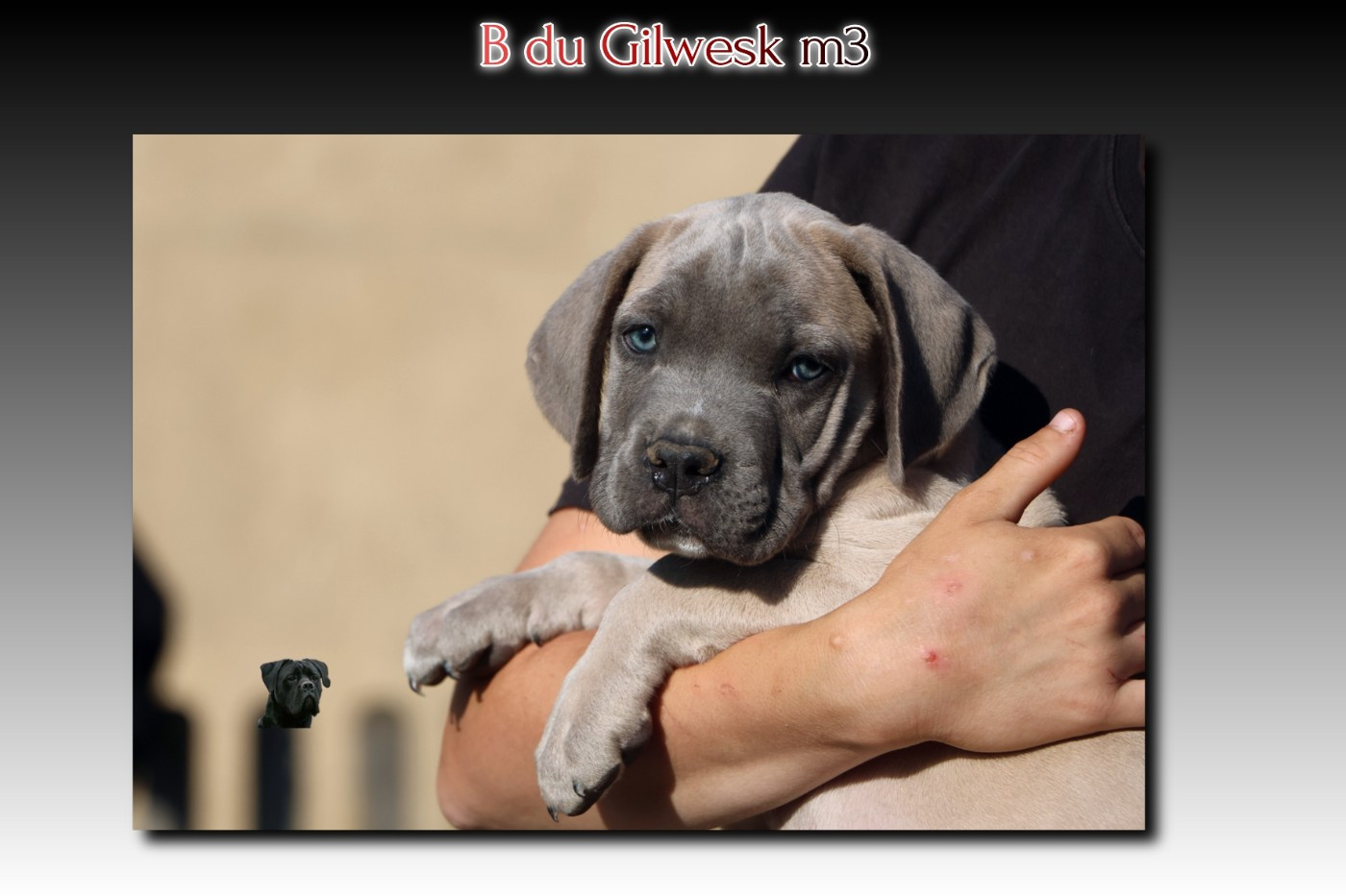 du Gilwesk - Chiots disponibles - Cane Corso