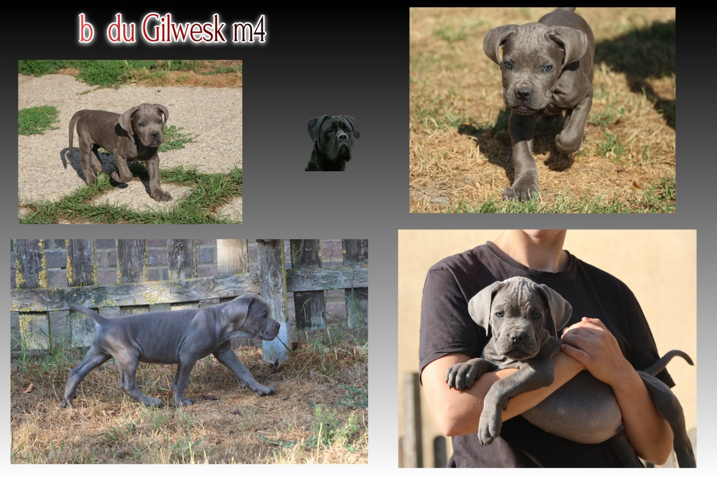 du Gilwesk - Chiots disponibles - Cane Corso