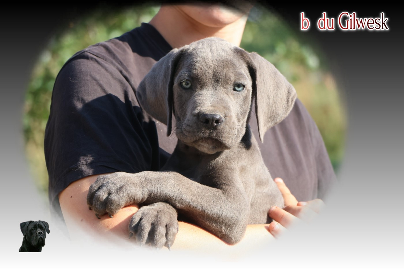 du Gilwesk - Chiots disponibles - Cane Corso