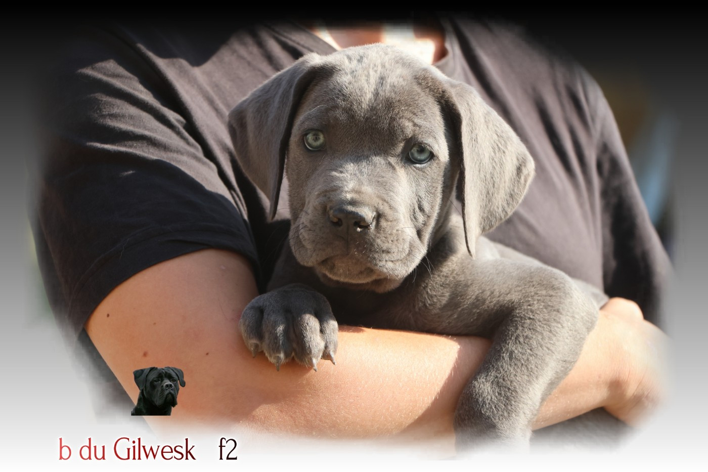 du Gilwesk - Chiots disponibles - Cane Corso