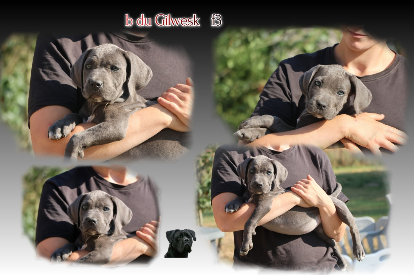 du Gilwesk - Chiots disponibles - Cane Corso