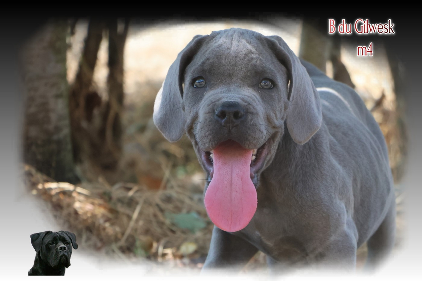 du Gilwesk - Chiots disponibles - Cane Corso