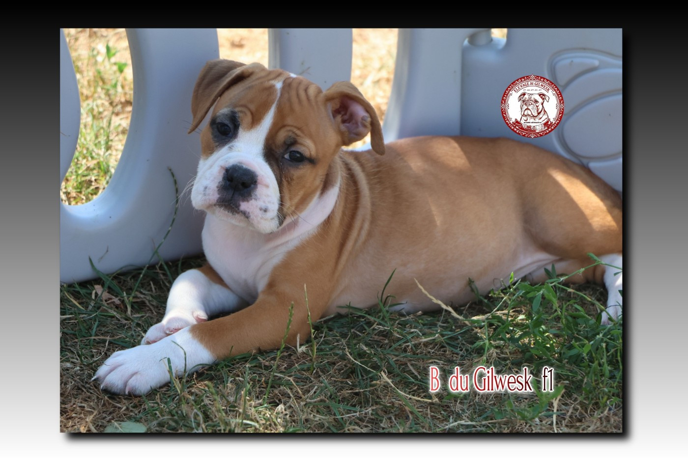 du Gilwesk - Chiots disponibles - Bulldog continental