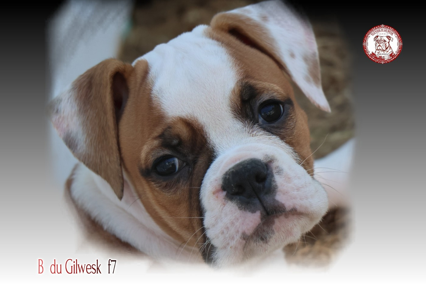 du Gilwesk - Chiots disponibles - Bulldog continental