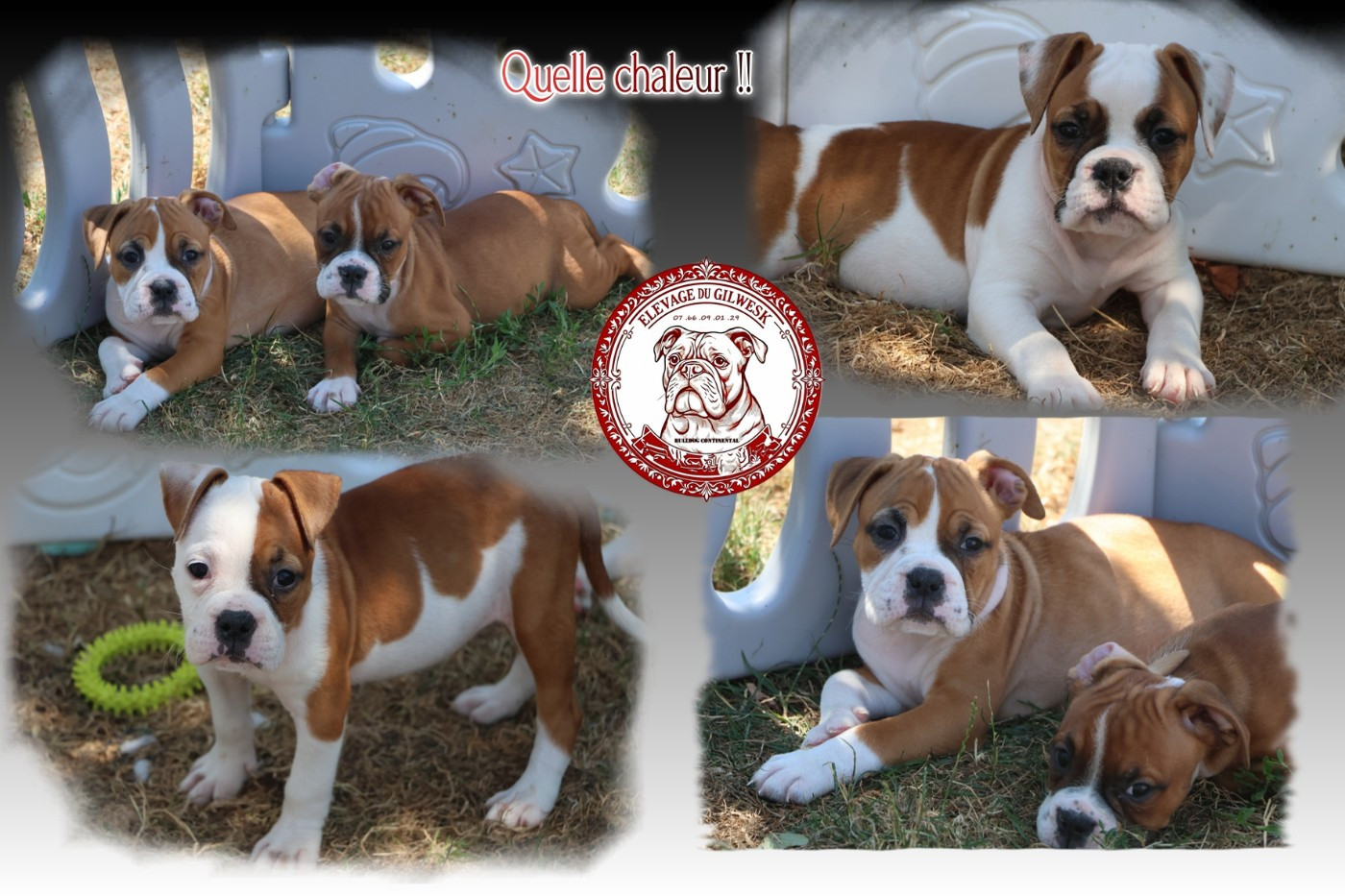 Chiot Bulldog continental du Gilwesk