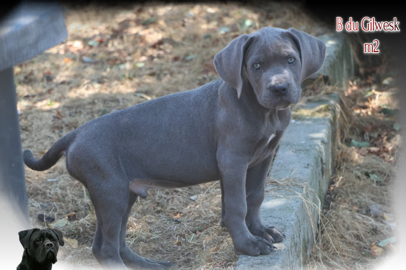Chiot Cane Corso du Gilwesk