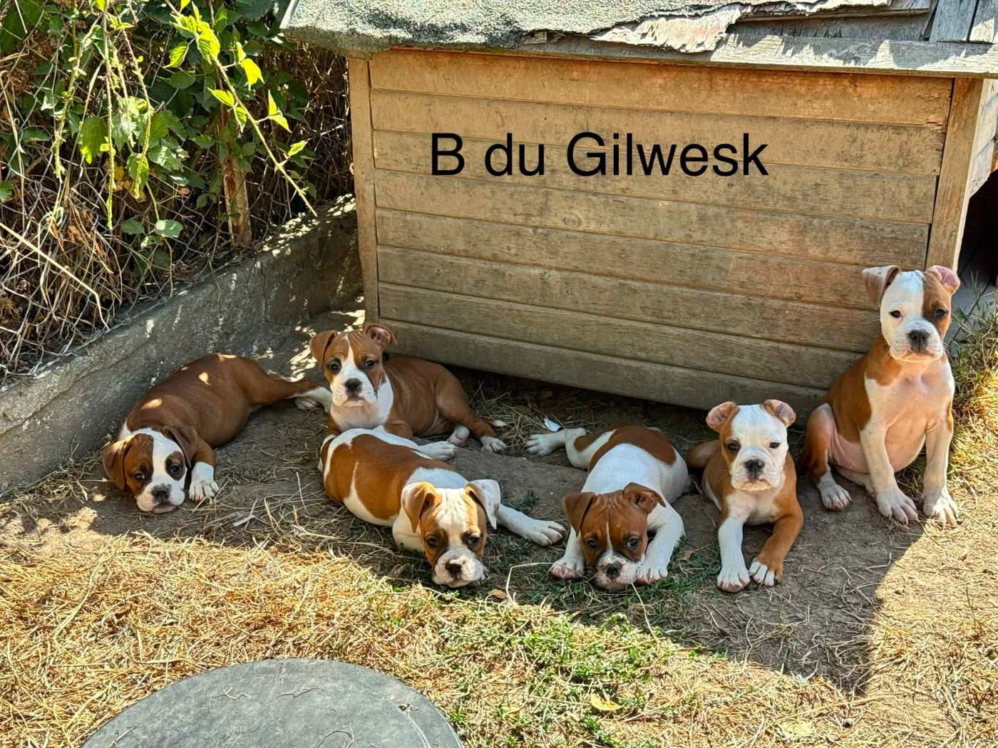 Chiot Bulldog continental du Gilwesk