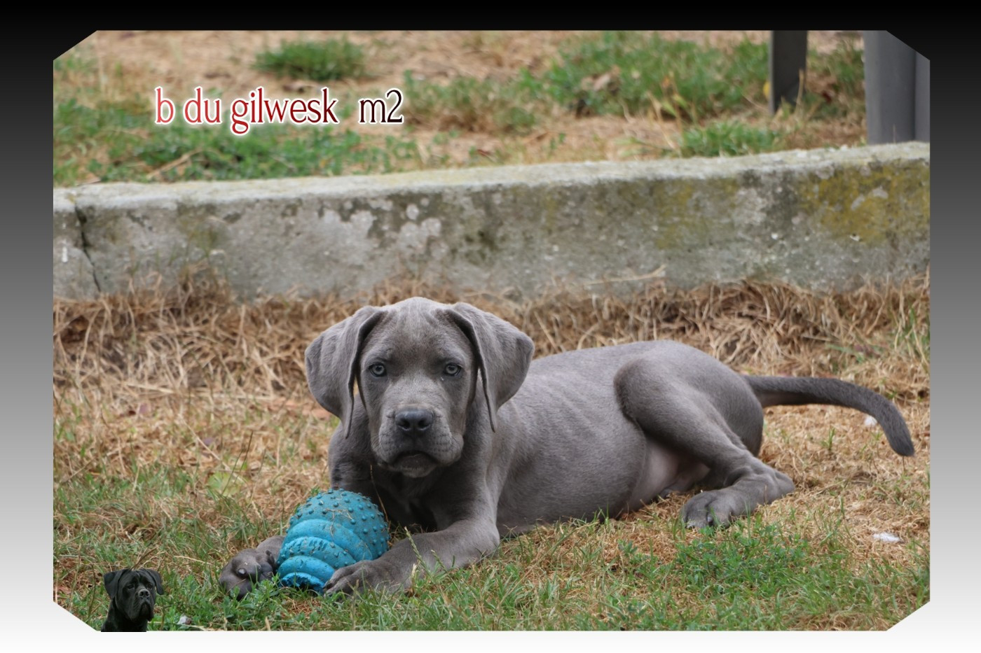 du Gilwesk - Chiots disponibles - Cane Corso